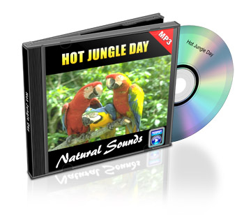 Now Age Books - SoundScapes Audio Tracks - Hot Jungle Day - nowagebooks.com