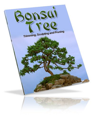 Now Age Books - Bonsai Tree Care - nowagebooks.com